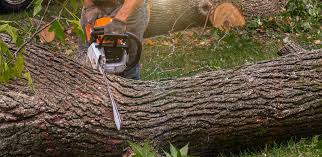 Trusted Cabool, MO Tree Services Experts