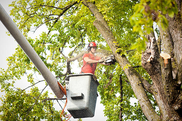 Best Stump Grinding and Removal  in Cabool, MO