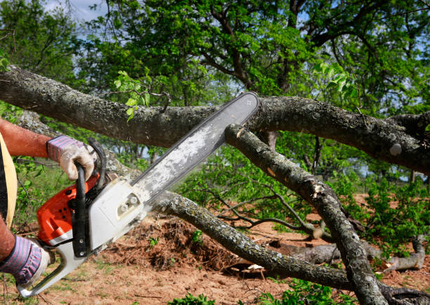 Best Tree Removal  in Cabool, MO